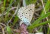 Phengaris arion